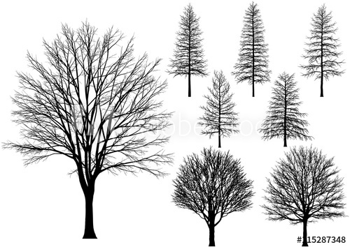 500x354 Bare Tree. Vector Trees Isolated On A White Background.
