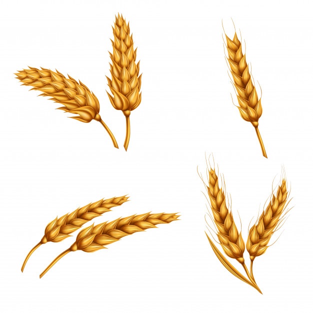 626x626 Barley Vectors, Photos And Psd Files Free Download