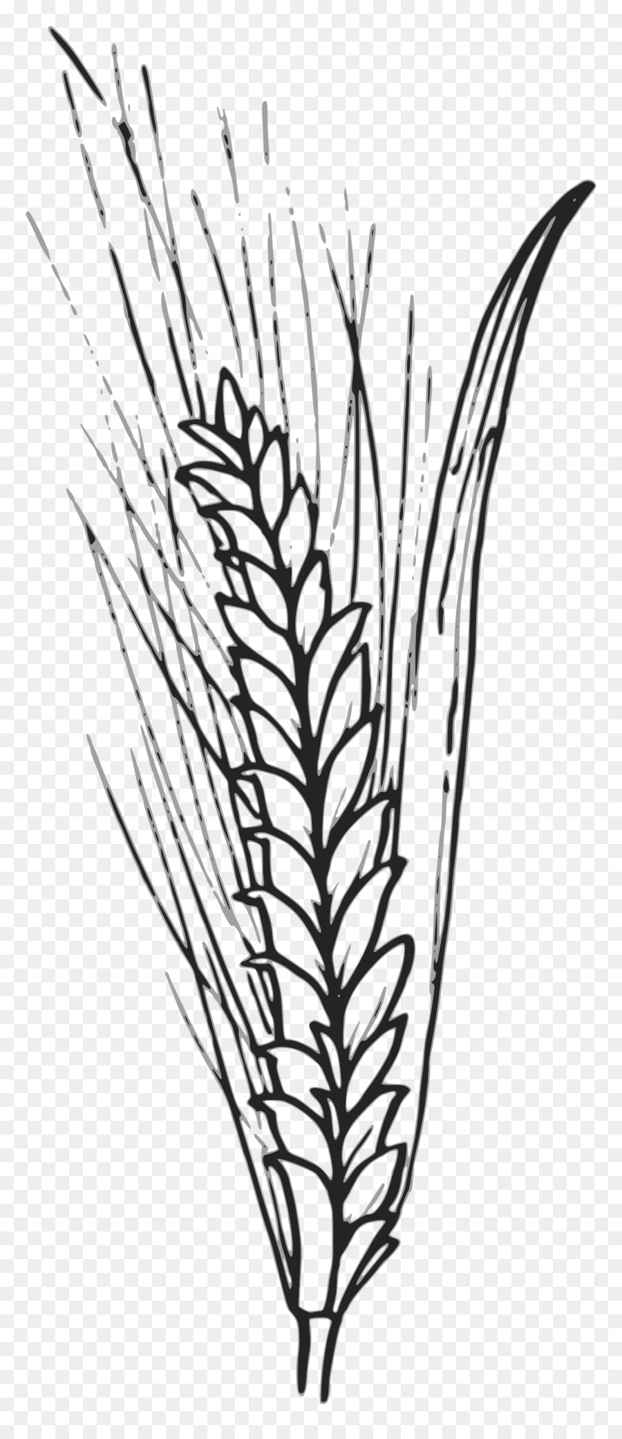 900x2080 Wheat Grain Cereal Clip Art