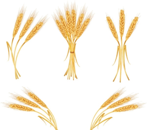 600x530 Barley Clipart Vector
