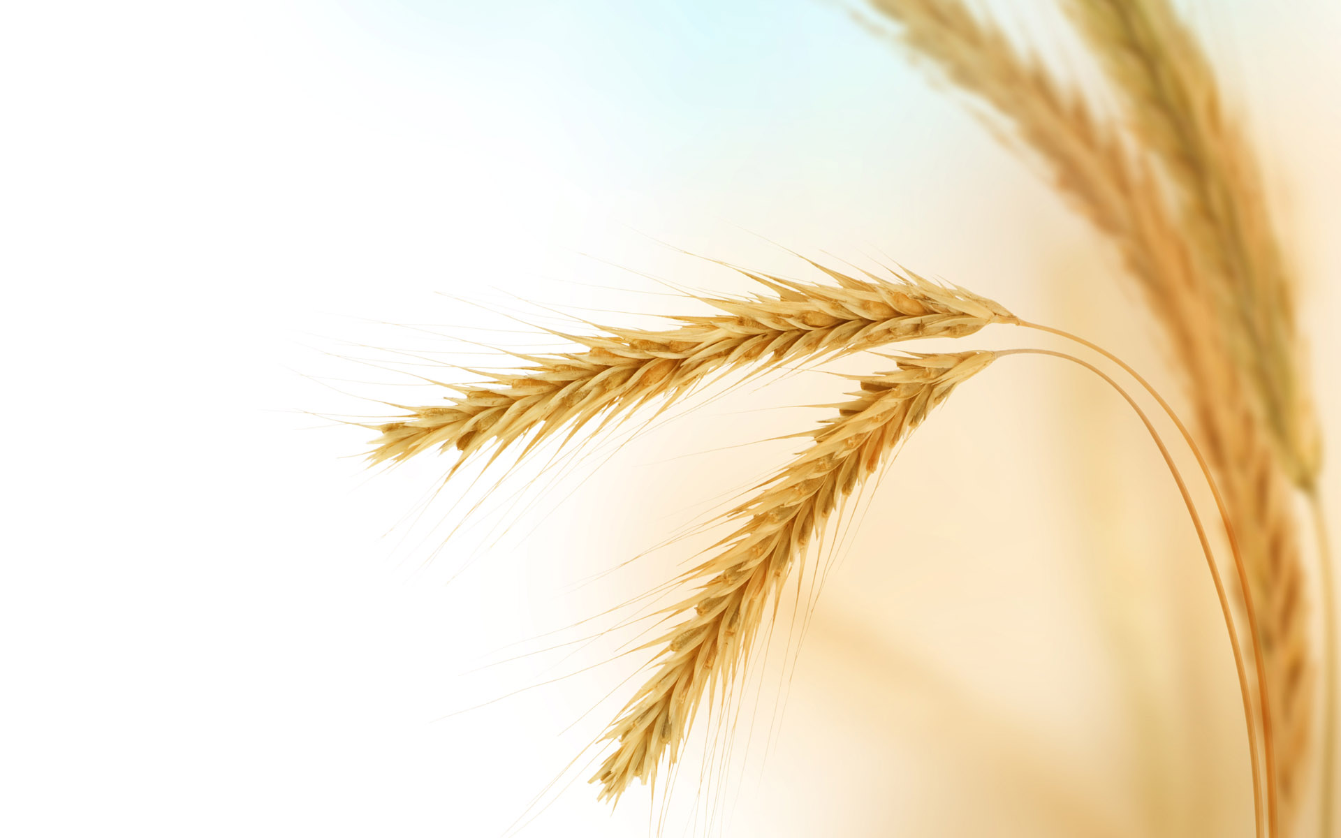 1920x1200 Barley Vector Free Download Hd Wallpaper, Background Images
