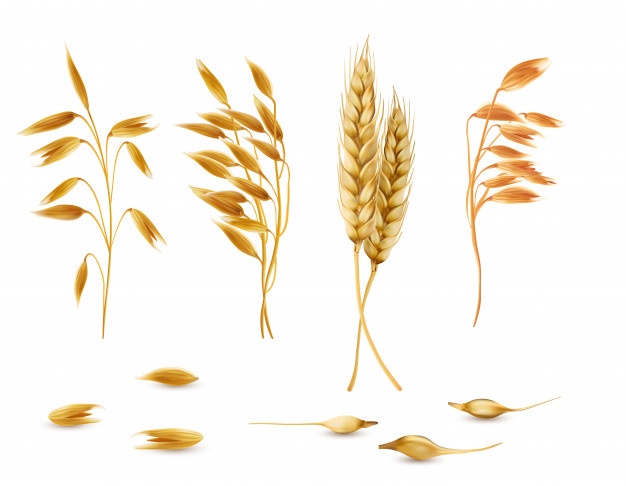 626x486 Barley Vectors, Photos And Psd Files Free Download