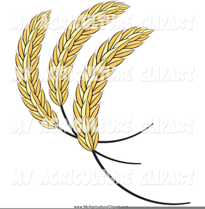 294x300 Wheat Or Barley Clipart Free Images