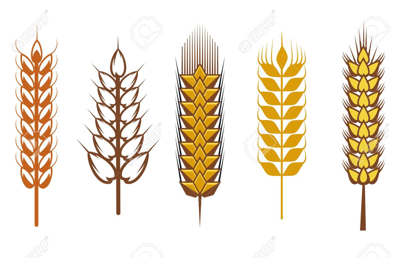1300x836 Wheat And Barley Royalty Free Vector Image