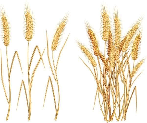 600x501 Yellow Wheat 03 Vector Free Vector In Encapsulated Postscript Eps