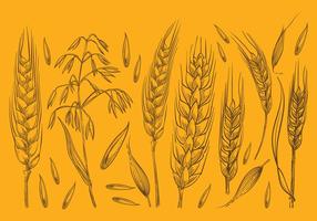 286x200 Barley Free Vector Art