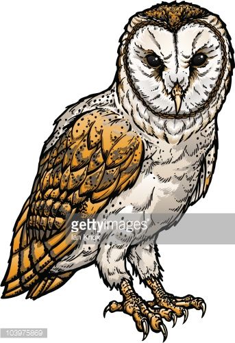 343x501 Vector Art Barn Owl Owl Color Sketches Vector