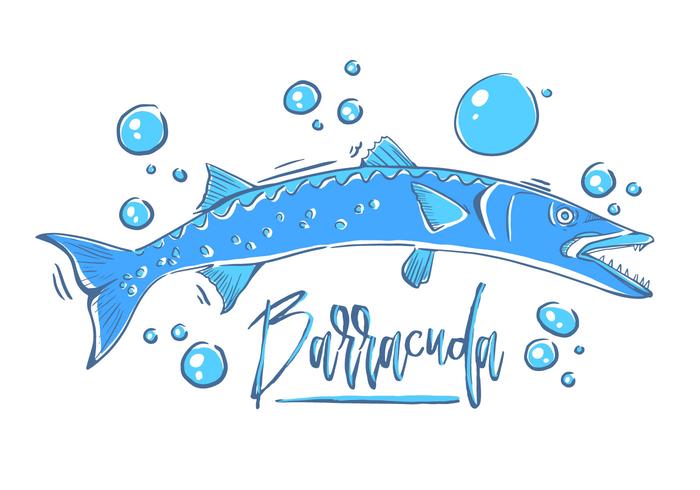 700x490 Free Barracuda Fish