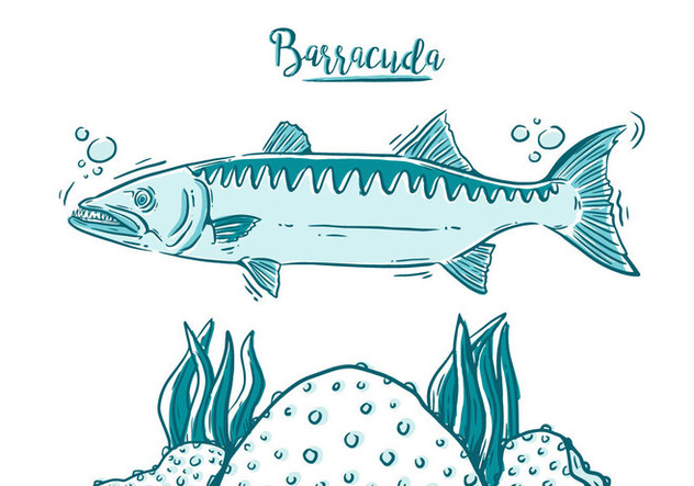 632x443 Free Barracuda Fish Free Vector Download 394981 Cannypic