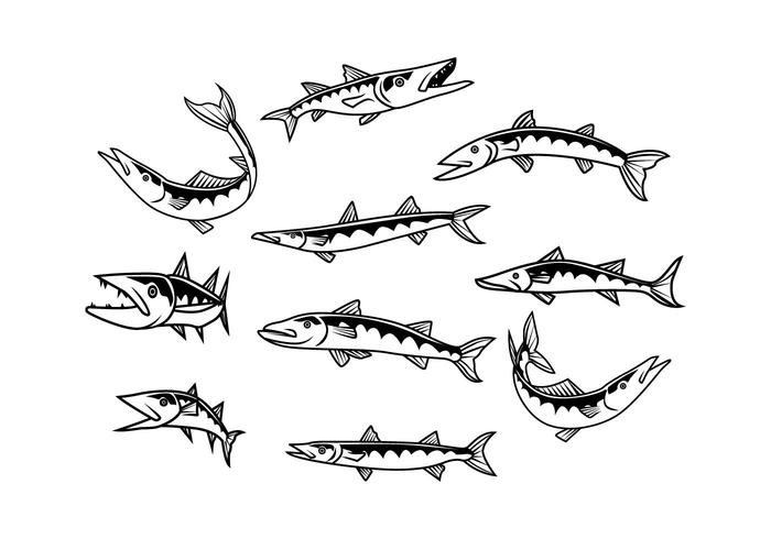 700x490 Free Barracuda Vector