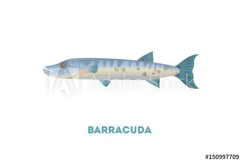 500x334 Isolated Barracuda Fish On White Background. Seafood.