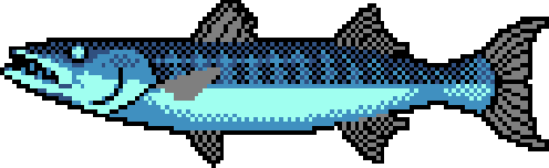 496x152 Pixel Barracuda Fish Vector By Raukhaul Au