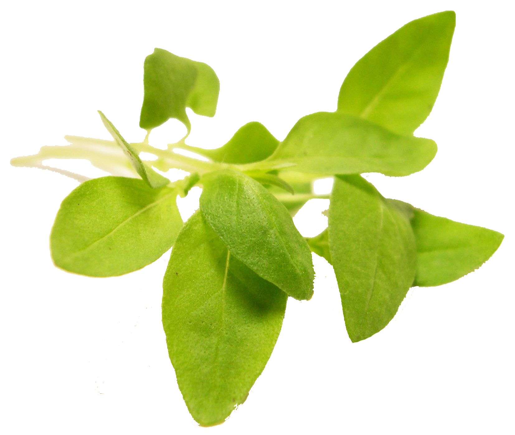 1654x1398 Basil Vector Sweet ~ Frames ~ Illustrations ~ Hd Images ~ Photo