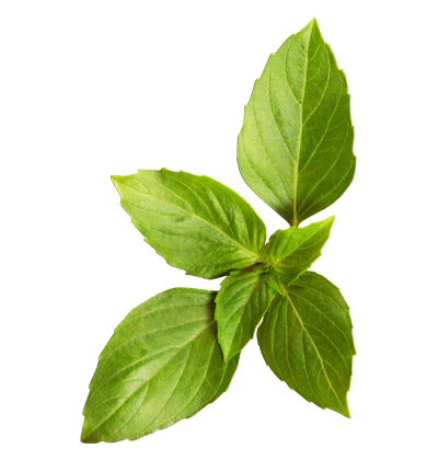 400x420 Basil Vector Thai ~ Frames ~ Illustrations ~ Hd Images ~ Photo