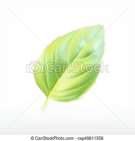450x470 Green Basil Leaf. Vector Icon Isolated On White. Eps10 Vector.