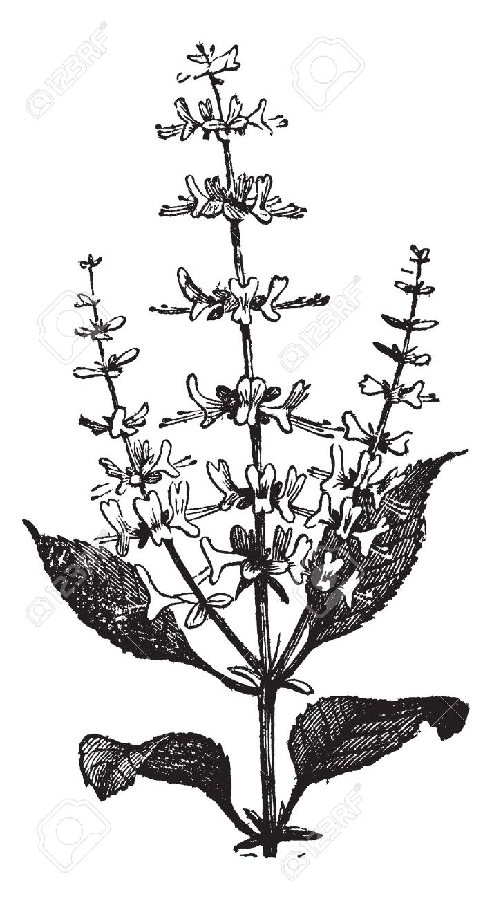 712x1300 Ocimum Basilicum Clipart