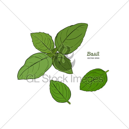500x500 Realistic Sketch Illustration Of Green Basil, Vector Illu... Gl