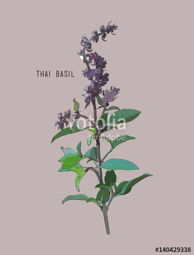 380x500 Thai Basil Vector. Stock Image And Royalty Free Vector Files On
