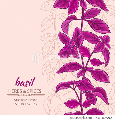 450x468 Basil Vector Background