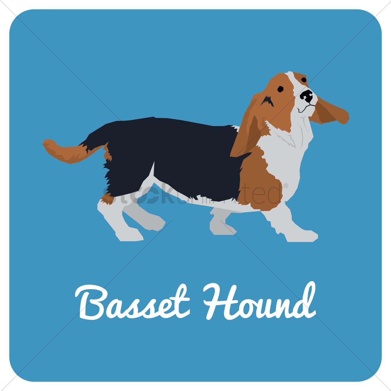 1300x1300 Basset Hound Dog Vector Image