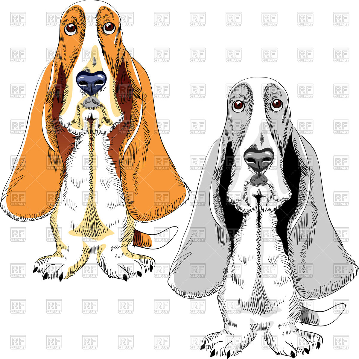1200x1200 Color And Black White Sketch Of The Dog Of Basset Hound Breed