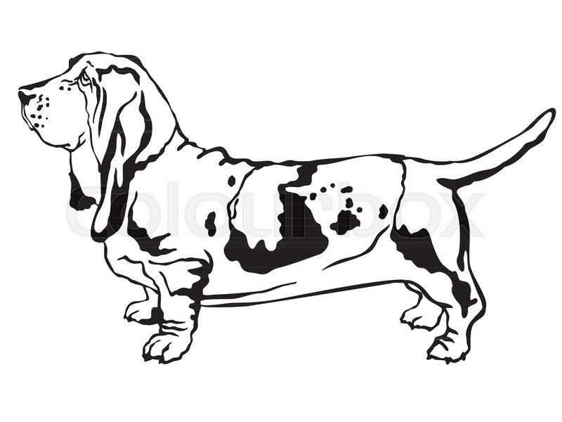 800x600 Decorative Contour Portrait Of Standing In Profile Basset Hound