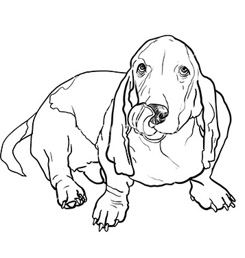 357x376 Free Basset Hound Dog Sitting And Stick Out Its Tongue Vector Free