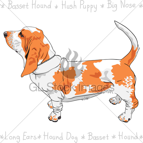 500x500 Vector Dog Basset Hound Breed Gl Stock Images