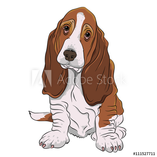 500x500 Basset Hound Puppy Realistic Vector Illustration Isolated