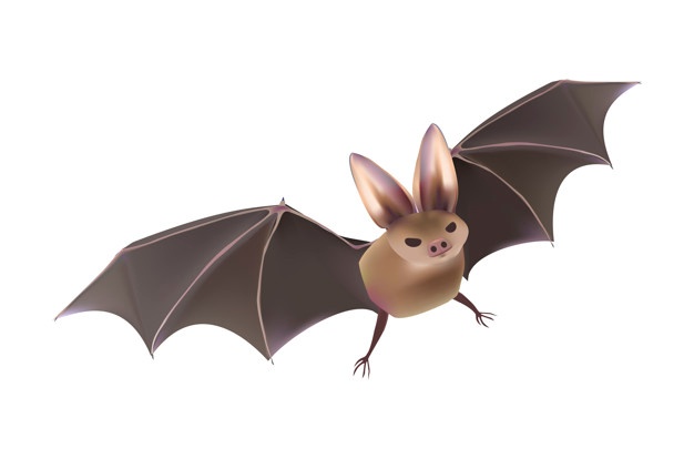 626x414 Bats Vectors, Photos And Psd Files Free Download