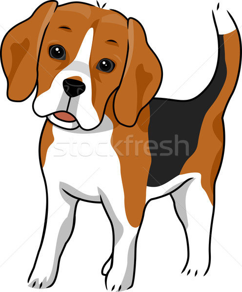 496x600 Beagle Vector Illustration Lenm ( 2148531) Stockfresh