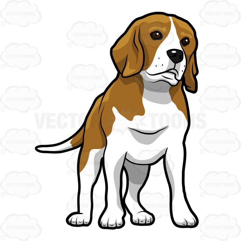 800x800 Brown And White Beagle Standing Clipart By Vector Toons