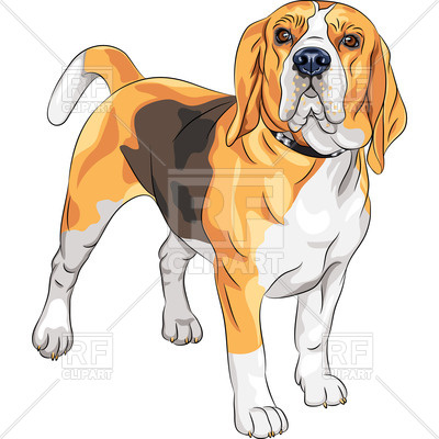 400x400 Color Sketch Of The Dog Of Beagle Breed Vector Image Vector