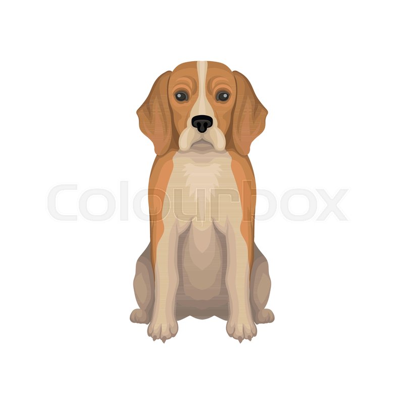 800x800 Colorful Illustration Of Beagle. Small Breed Of Hunting Dog With