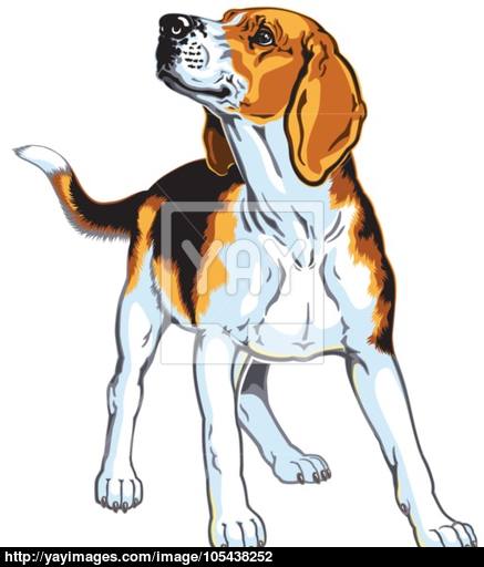 437x512 Beagle Vector