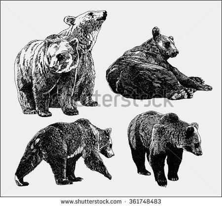 450x419 Drawn Grizzly Bear Vector