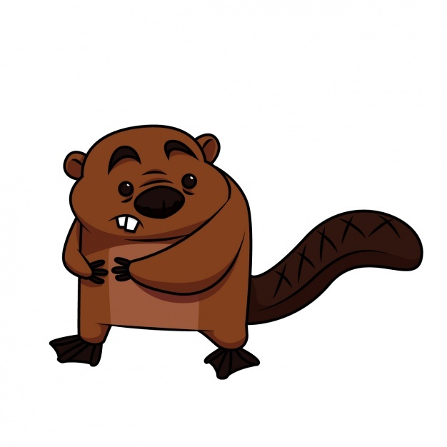 626x626 Beaver Vectors, Photos And Psd Files Free Download
