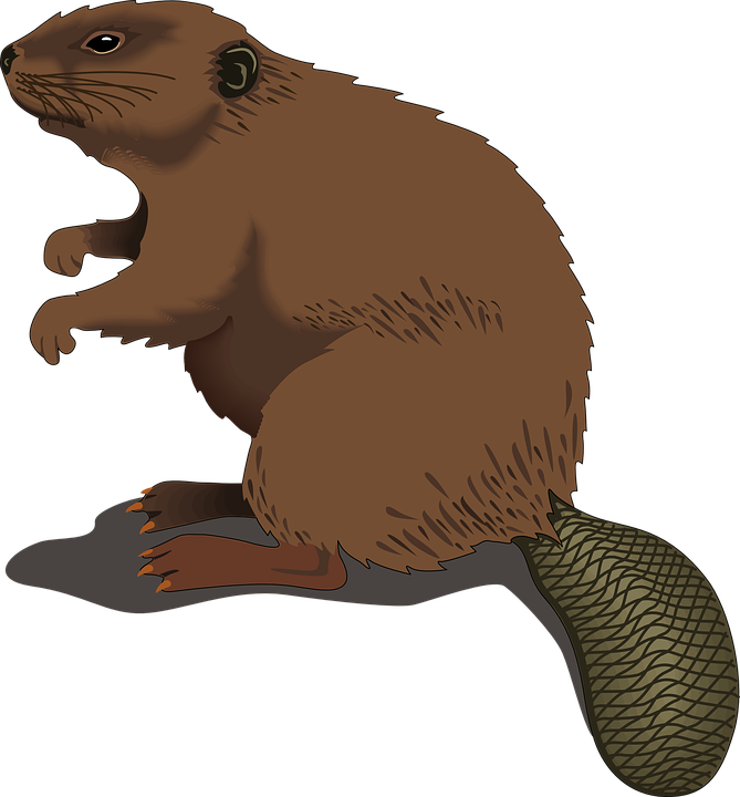 669x720 Collection Of Free Beaver Vector Pixel. Download On Ubisafe
