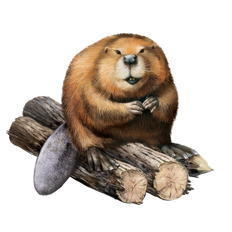 768x768 Wild Beaver Free Vector Graphic Download