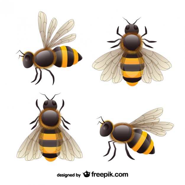 626x626 Realistic Bees Set Vector Free Download