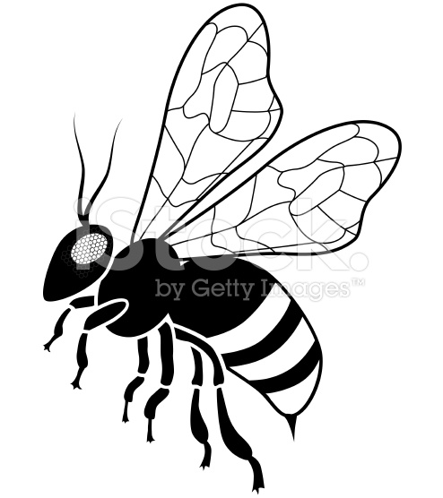 494x556 Drawn Bee Vector