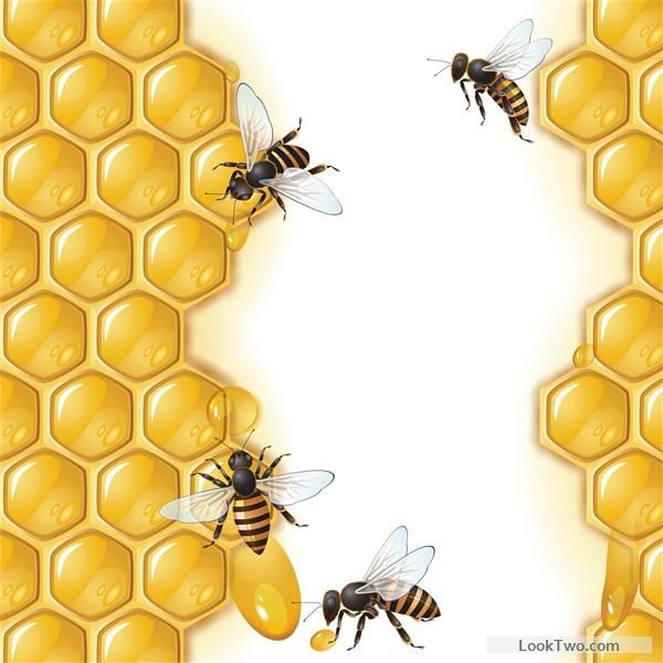 600x600 Realistic Honey And Bees Vector Graphics Free Vector Download