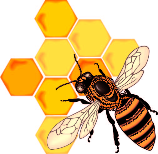 505x493 Bee Vector 12 An Images Hub