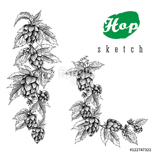 500x500 Beer Hops Round Frame Hand Drawn Hops Branches With Leaves, Cones