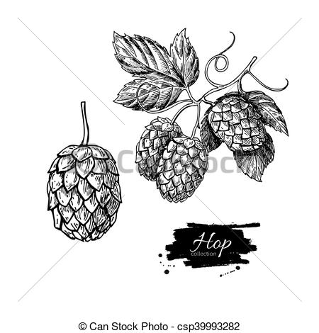 450x470 Hop Plant Vector Drawing Illustration. Hand Drawn Artistic Beer
