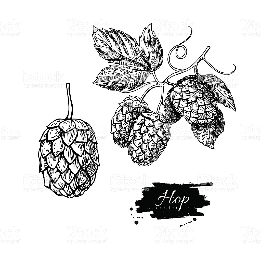 1024x1024 Collection Of Hop Plant Drawing High Quality, Free Cliparts