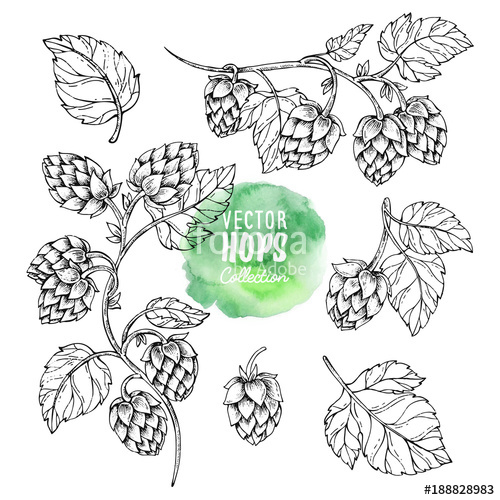 500x500 Sketches Of Hop Plant. Hops Vector Set. Humulus Lupulus