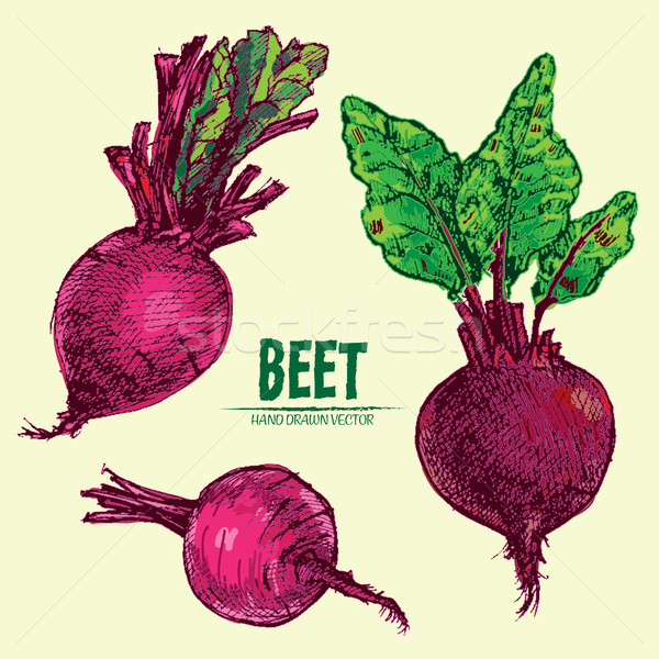 600x600 Digital Vector Detailed Line Art Color Beet Vector Illustration