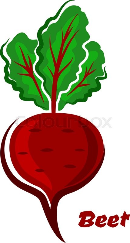 429x800 Fresh Cartoon Beet Or Beetroot Vegetable With Green Leaves And