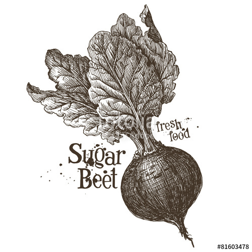 500x500 Beet Vector Logo Design Template. Fresh Vegetables, Food Or Stock